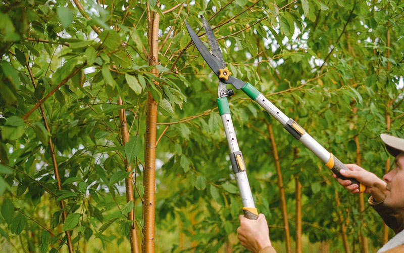 Tree trimming in Ranier, MN