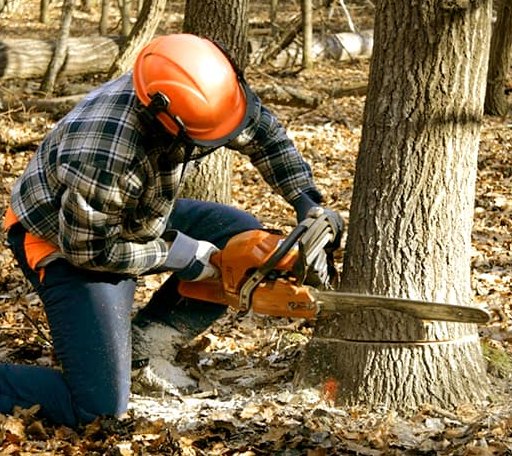 Tree Removal in Ranier, MN